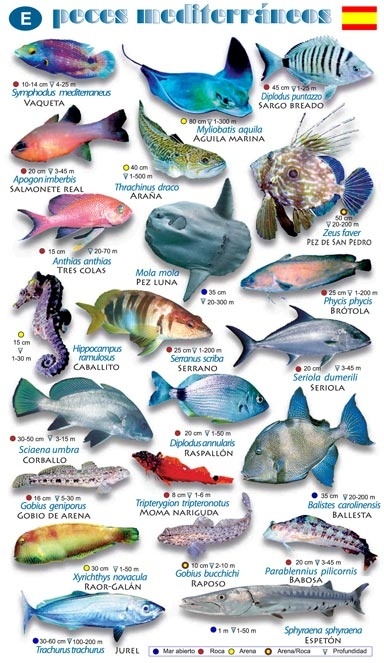 Tablilla peces Mediterráneo