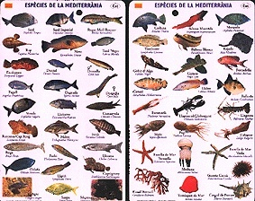Tablilla invertebrados crustáceos del Mediterráneo  ***AGOTADO*** "espécies del Mediterráneo"