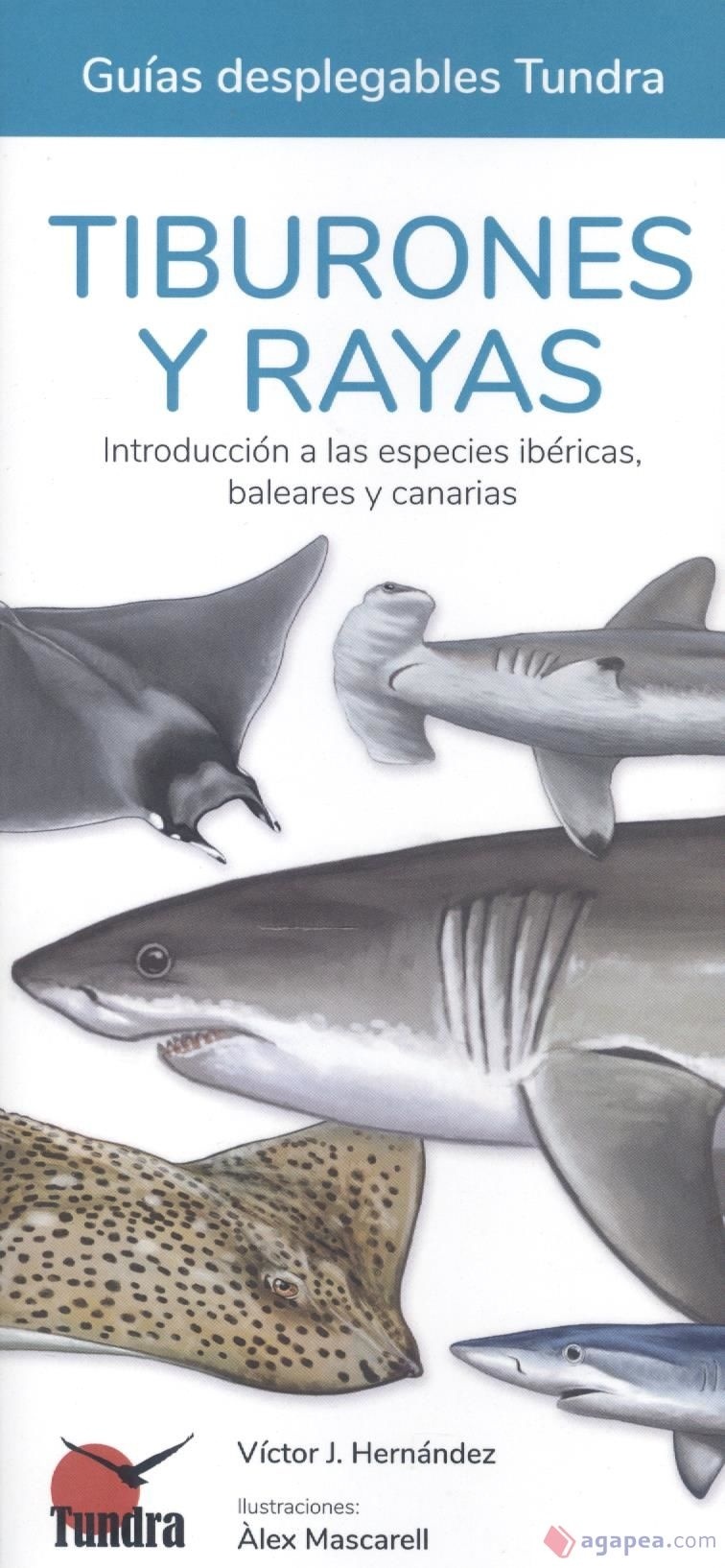 TIBURONES Y RAYAS - GUIAS DESPLEGABLES TUNDRA "INTRODUCCION A LAS ESPECIES IBERICAS, BALEARES Y CANARIAS"