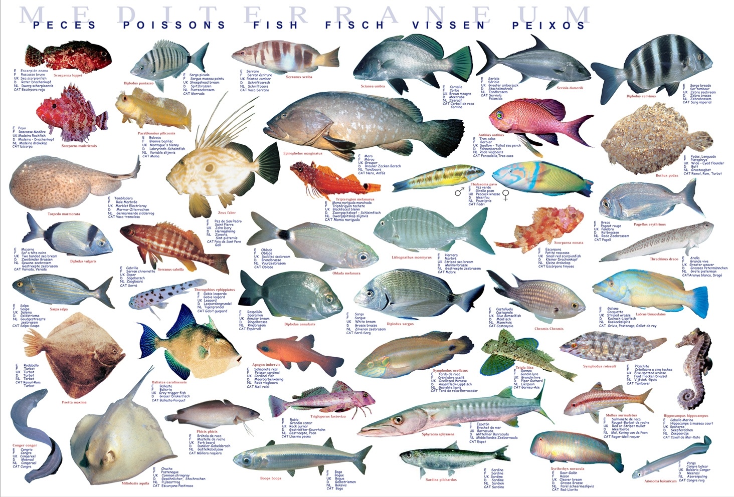 Póster peces (Mediterráneum)