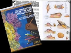 Invertebrados marinos del mar Mediterráneo