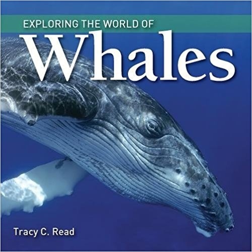 Exploring the world of whales